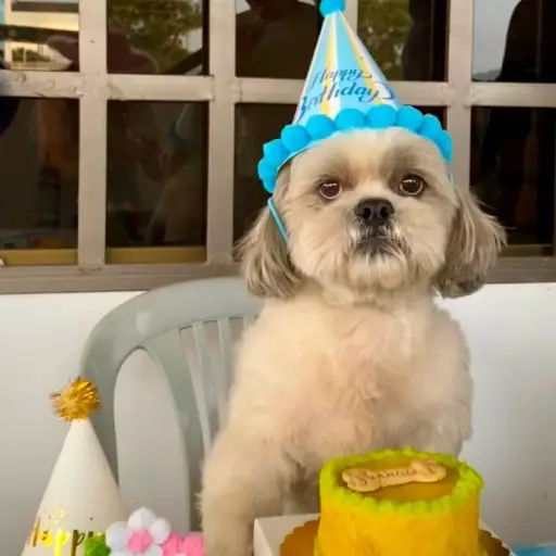 Cumpleaños, spa y ropa: la nueva vida de los perros en Portoviejo