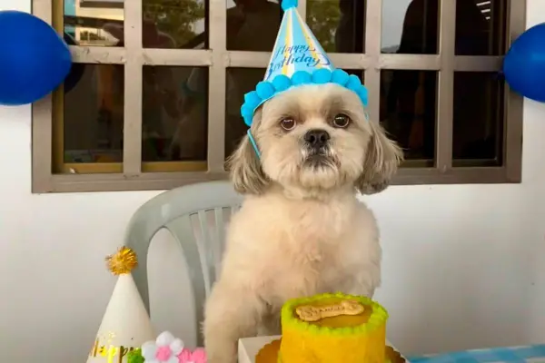 Los cumpleaños de las mascotas dejaron de ser una rareza y hoy forman parte de las nuevas formas de consentirlas