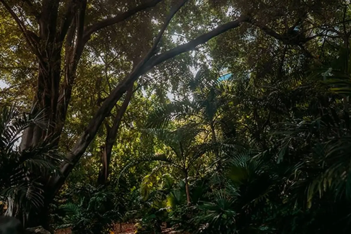 El bosque escondido entre las calles de Guayaquil que ahora tendrá protección permanente