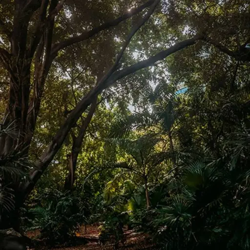 Guayaquil declara al bosque de Lomas de Urdesa como Área de Conservación y Uso Sustentable